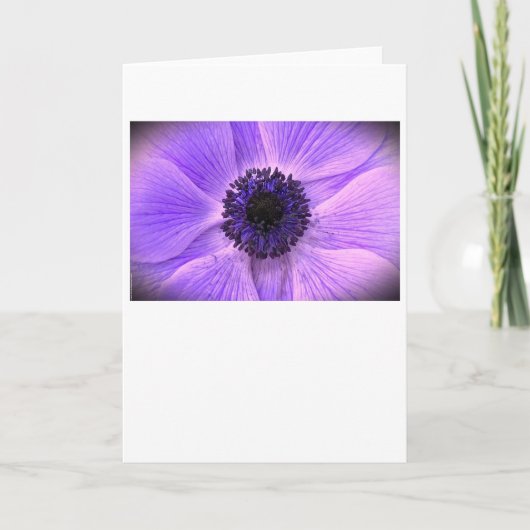 Anemone, Karte (Vorderseite)