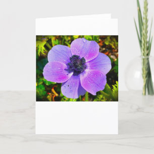 Anemone, Karte