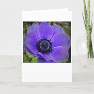 Anemone, Karte