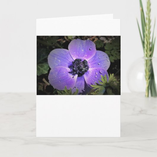 Anemone, Karte (Vorderseite)