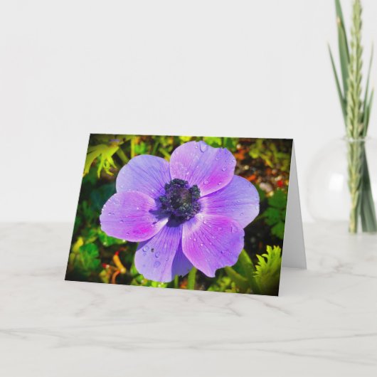 Anemone, Karte (Vorderseite)