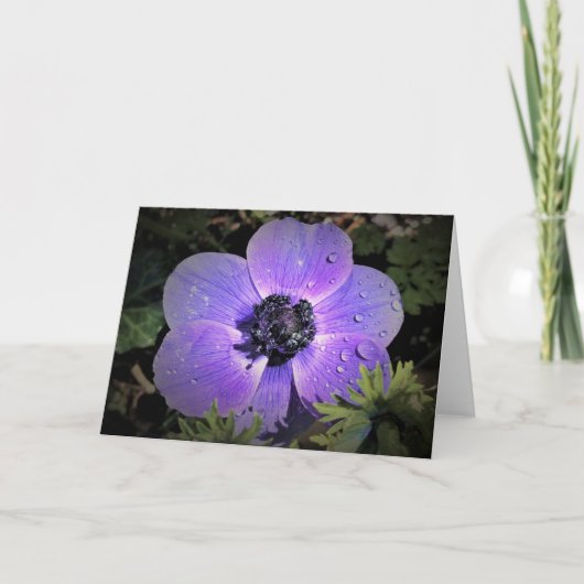 Anemone, Karte (Vorderseite)