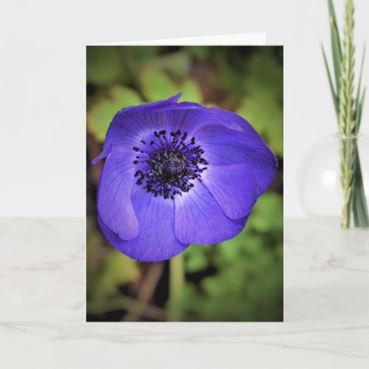 Anemone, Karte (Vorderseite)