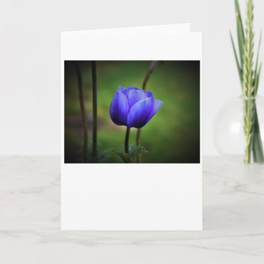 Anemone, Karte (Vorderseite)