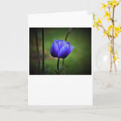 Anemone, Karte (Gelbe Blume)
