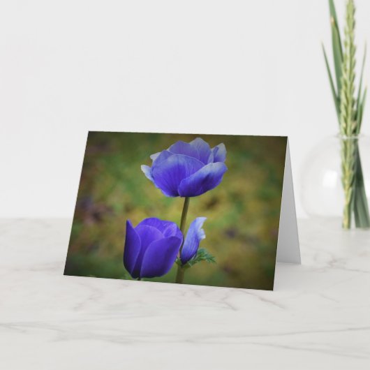 Anemone, Karte (Vorderseite)