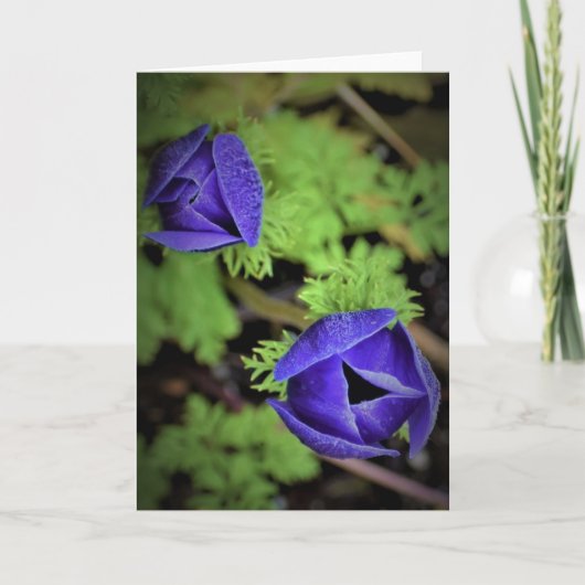 Anemone, Karte (Vorderseite)