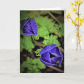 Anemone, Karte (Gelbe Blume)