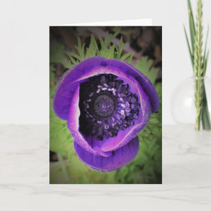 Anemone, Karte