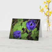 Anemone, Karte (Gelbe Blume)