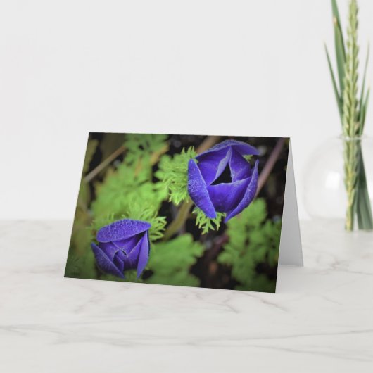 Anemone, Karte (Vorderseite)