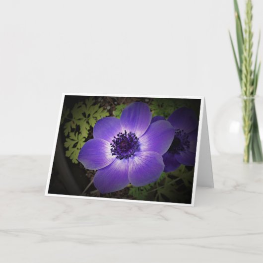 Anemone, Karte (Vorderseite)