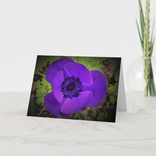 Anemone, Karte (Vorderseite)