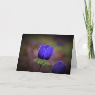 Anemone, Karte