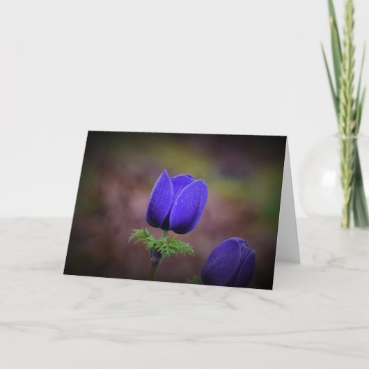Anemone, Karte (Vorderseite)