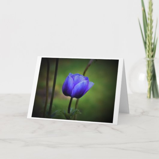 Anemone, Karte (Vorderseite)