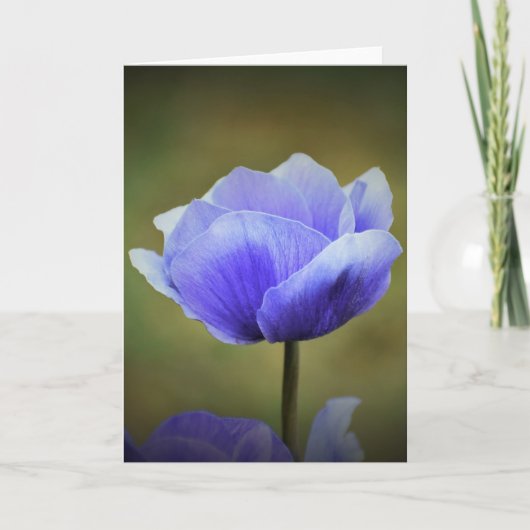 Anemone, Karte (Vorderseite)