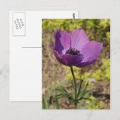 Anemone Lila Blume Postkarte (Vorne/Hinten)
