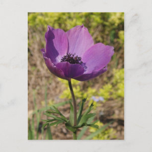 Anemone Lila Blume Postkarte