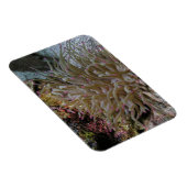 Anemone Magnet (Rechte Seite)