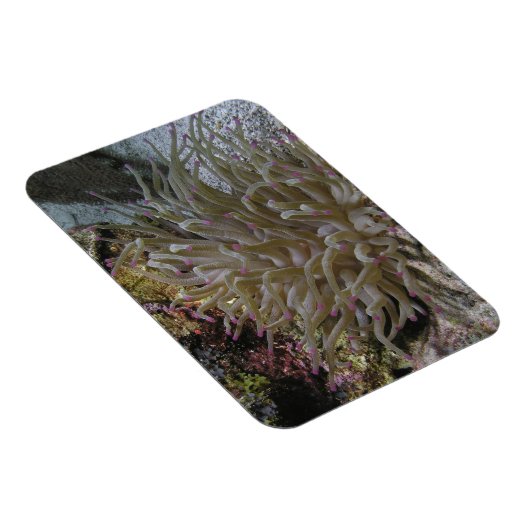 Anemone Magnet (Rechte Seite)