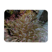 Anemone Magnet (Horizontal)