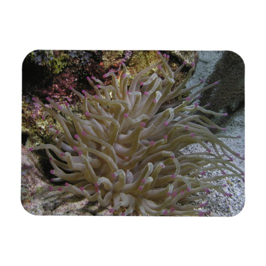 Anemone Magnet (Horizontal)