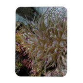 Anemone Magnet (Vertikal)