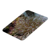 Anemone Magnet (Linke Seite)