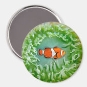 Anemone Magnet (Vorderseite/Rückseite)