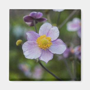 Anemone Magnet
