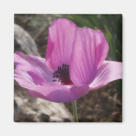 Anemone Magnet (Vorne)