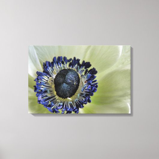 Anemone Mistral Panda Leinwanddruck (Vorderseite)