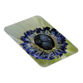 Anemone Mistral Panda Magnet (Rechte Seite)