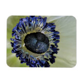 Anemone Mistral Panda Magnet (Horizontal)