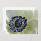 Anemone Mistral Panda Postkarte (Vorne/Hinten)