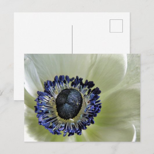 Anemone Mistral Panda Postkarte (Vorne/Hinten)