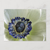 Anemone Mistral Panda Postkarte (Vorderseite)