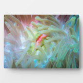 Anemone multicolore fotoplatte (Vorderseite)