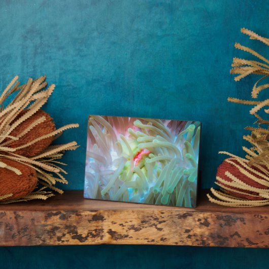 Anemone multicolore fotoplatte (Seite)