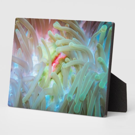 Anemone multicolore fotoplatte (Seite)