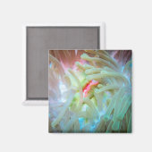 Anemone multicolore magnet (Vorderseite/Rückseite)