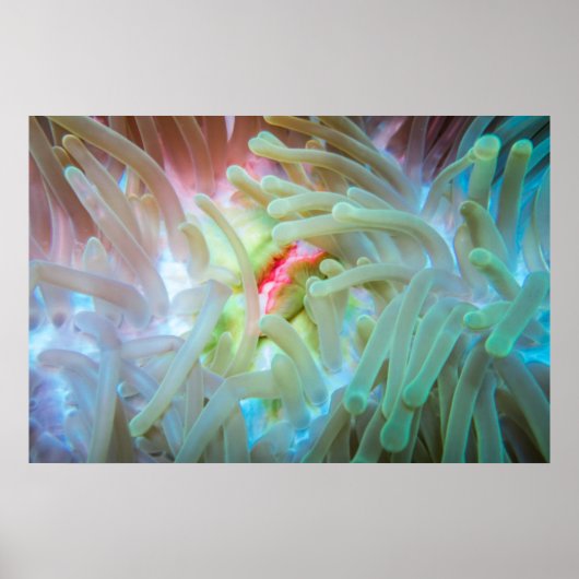 Anemone multicolore poster (Vorne)