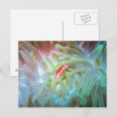 Anemone multicolore postkarte (Vorne/Hinten)