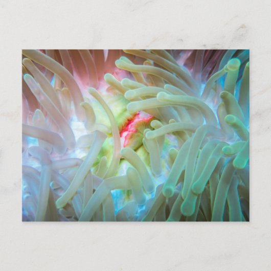 Anemone multicolore postkarte (Vorderseite)