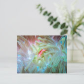 Anemone multicolore postkarte (Stehend Vorderseite)