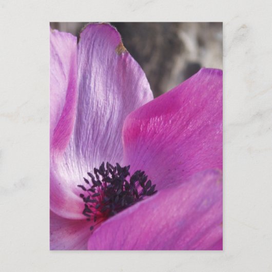 Anemone Petals Postcard Postkarte (Vorderseite)