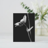 Anemone Postcard B&W Postkarte (Stehend Vorderseite)