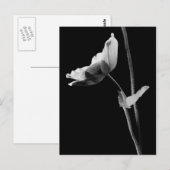 Anemone Postcard B&W Postkarte (Vorne/Hinten)