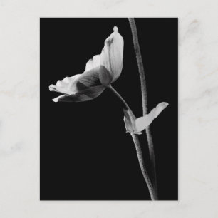 Anemone Postcard B&W Postkarte